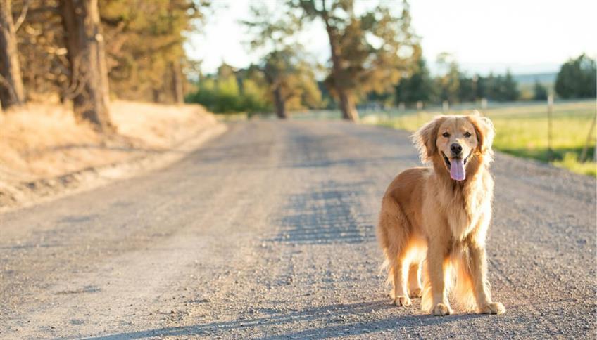 Trovare un cane per strada Trovare un cane per strada